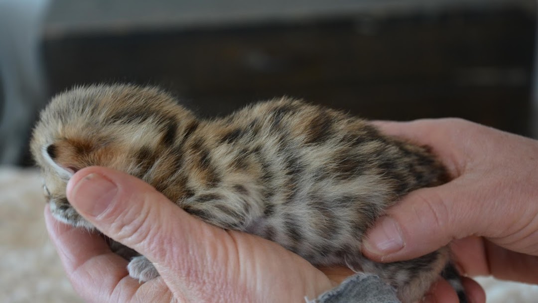 Eleveur Chats Savannah F1 F2 Animal Park In Montreal
