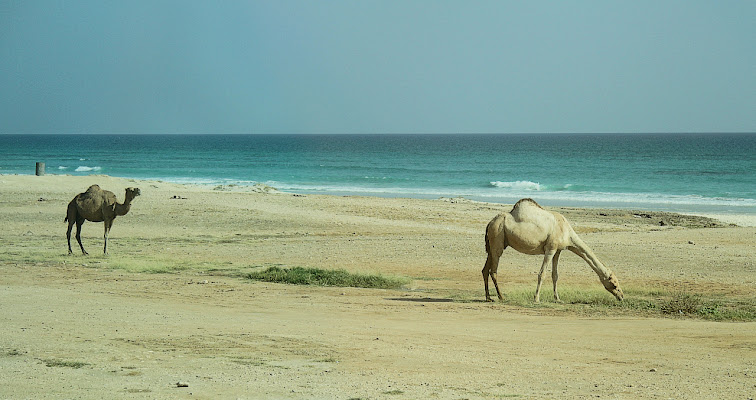 Dromedaries on the beach... di Francesca Malavasi