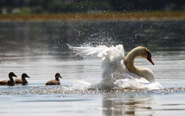 Ospiti del lago di kaira