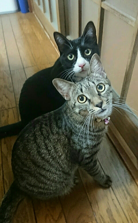 アルくん(🏁M.R.B.racing副総代表)さんが投稿した猫🐱・ネタ無しwに関するカスタム事例の投稿画像1枚目