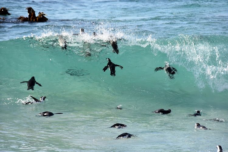 African Jackass penguins at Boulders Beach in the Table Mountain National Park. SANParks is offering various special deals for Black Friday that will last the whole year.