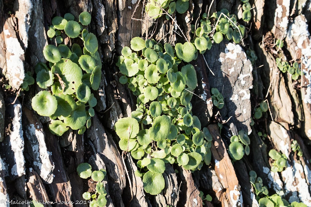 Marsh Pennywort