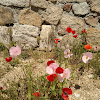 Amapola común / Common poppy.