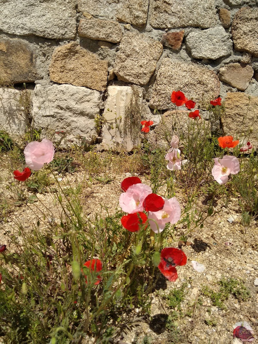 Amapola común / Common poppy.