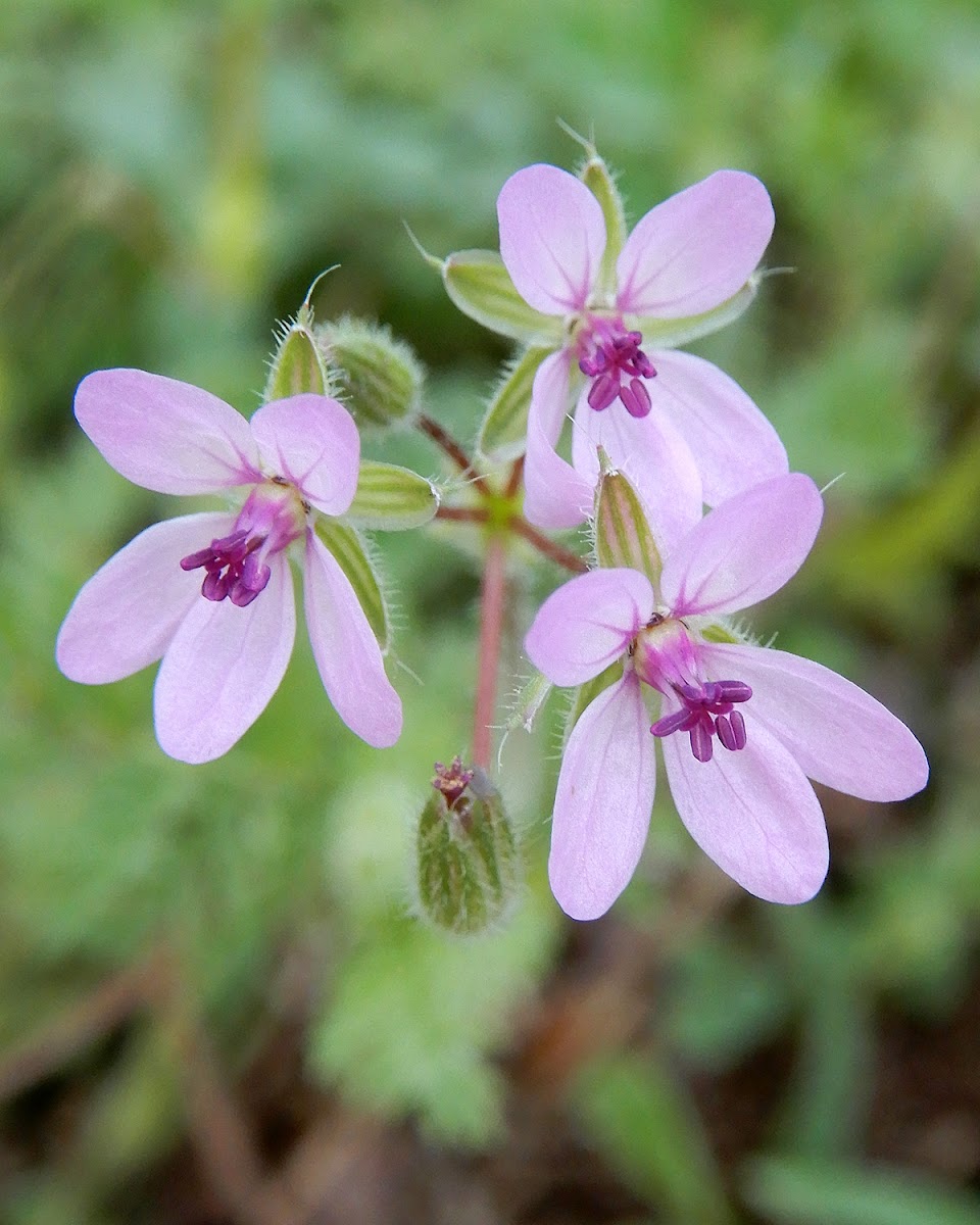 Crane's Bill Geranium