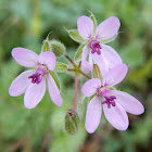 Crane's Bill Geranium