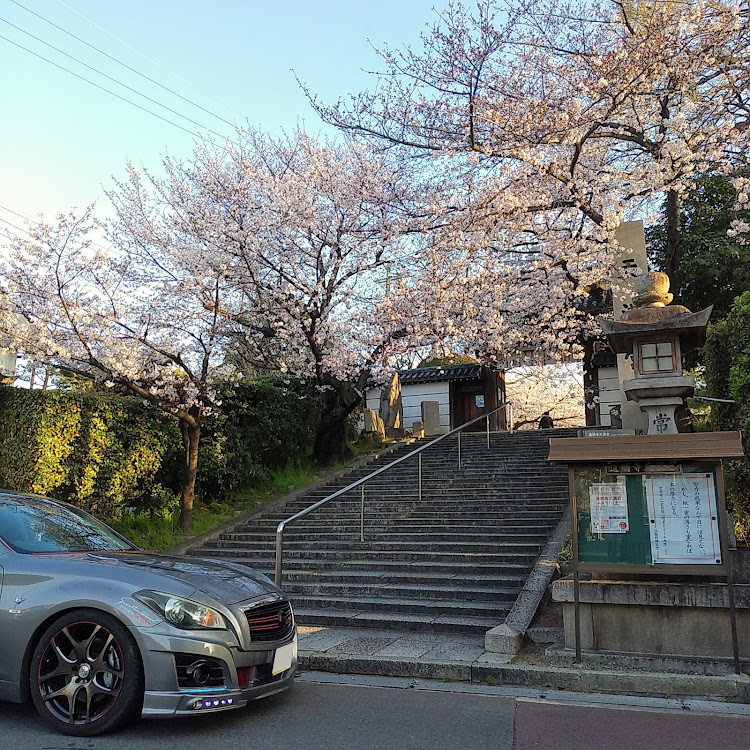 フーガの医療関係の皆様お疲れ様です(_ _)・桜とコラボ・大阪府藤井寺市・道明寺天満宮・覚寿尼公と菅原道真に関するカスタム事例の投稿画像11枚目