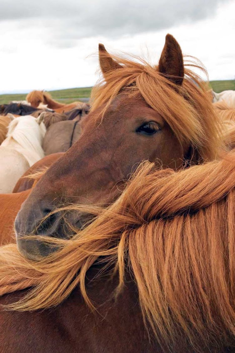 See Icelandic horses close up during your visit to Iceland.