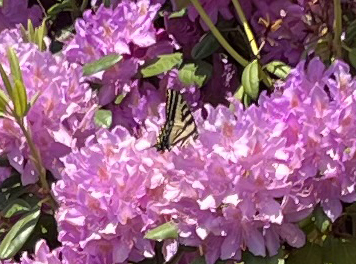 unidentified butterfly