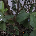 Mandarin orange (kumquat)