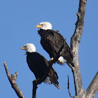 Bald eagle