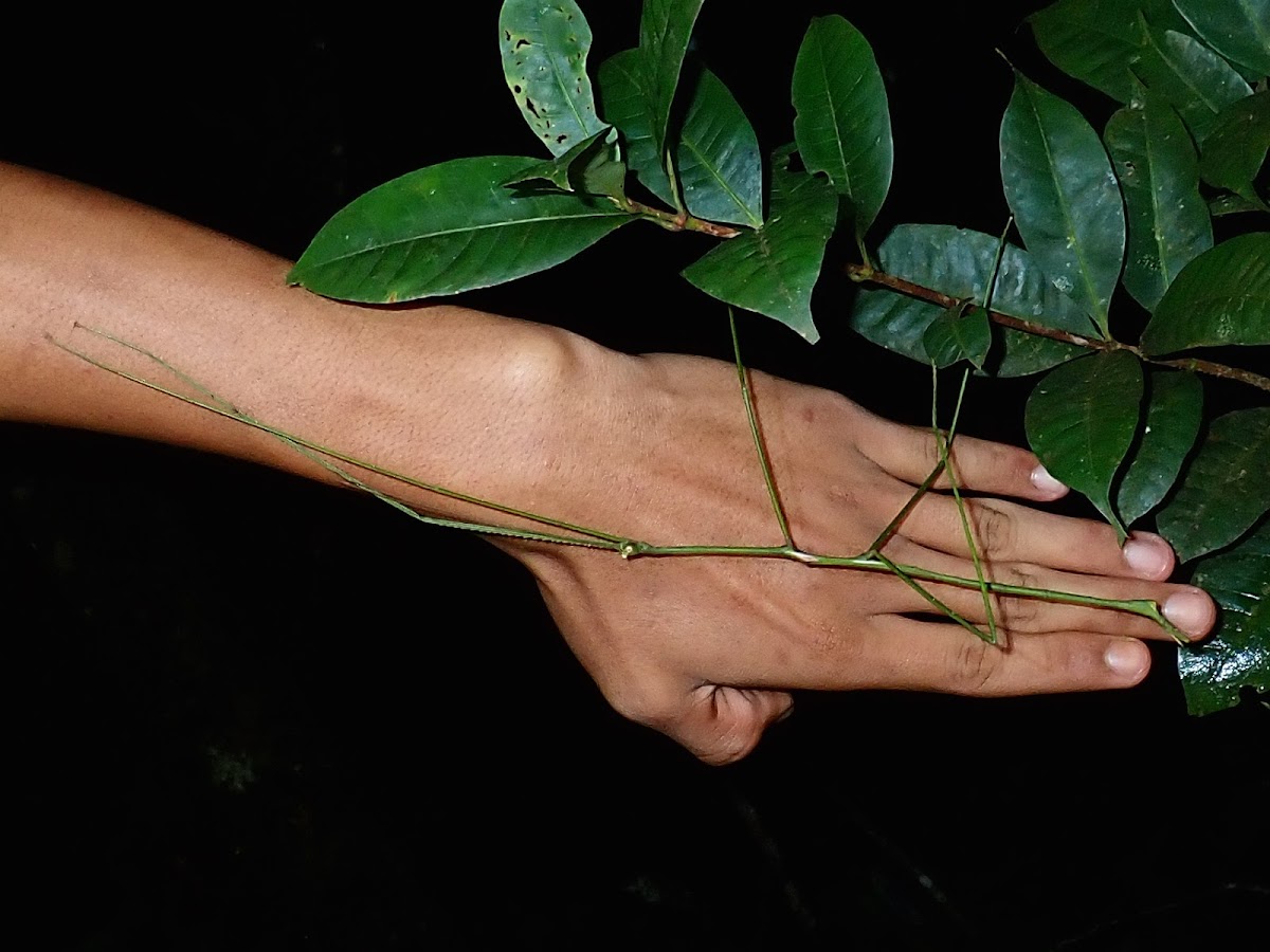 Stick Insect, Phasmid - Male