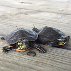 Painted Turtle