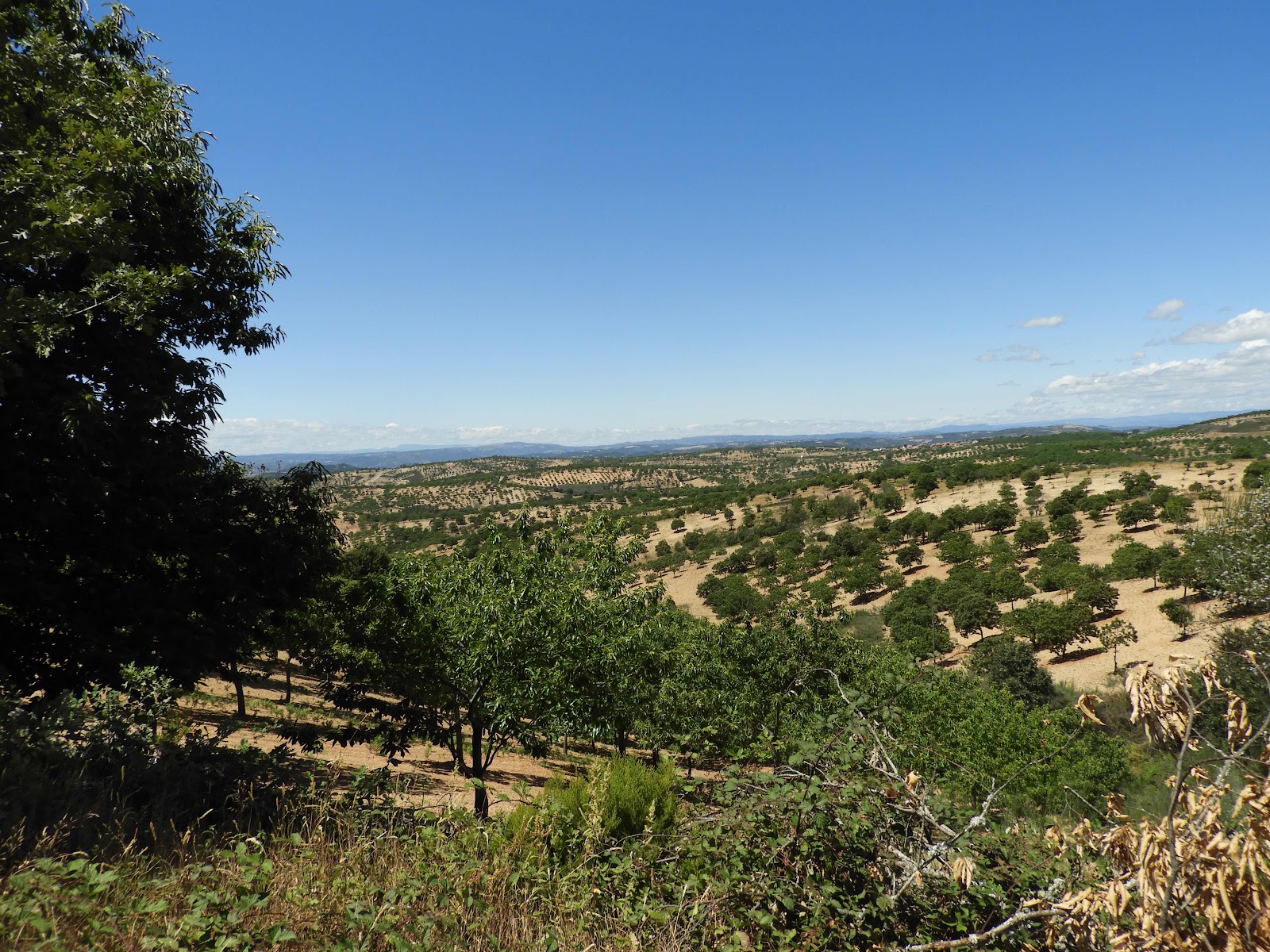 Kastane-aanplant, Trás-os-Montes