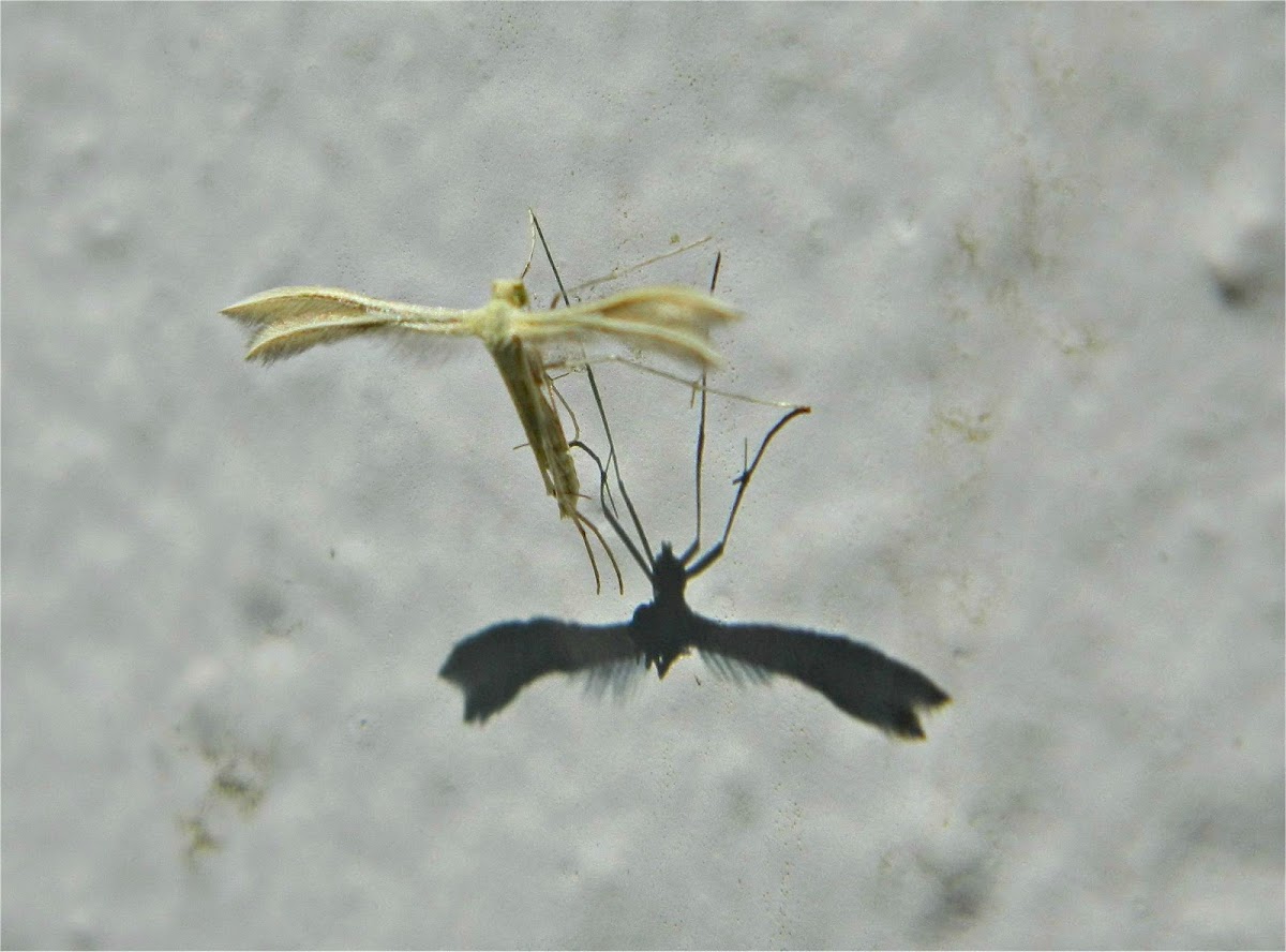 White Plume Moth