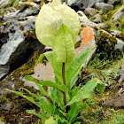 Brahma Kamal