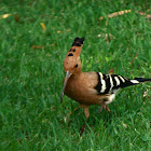 Eurasian Hoopoe