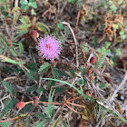 Sensitive Plant