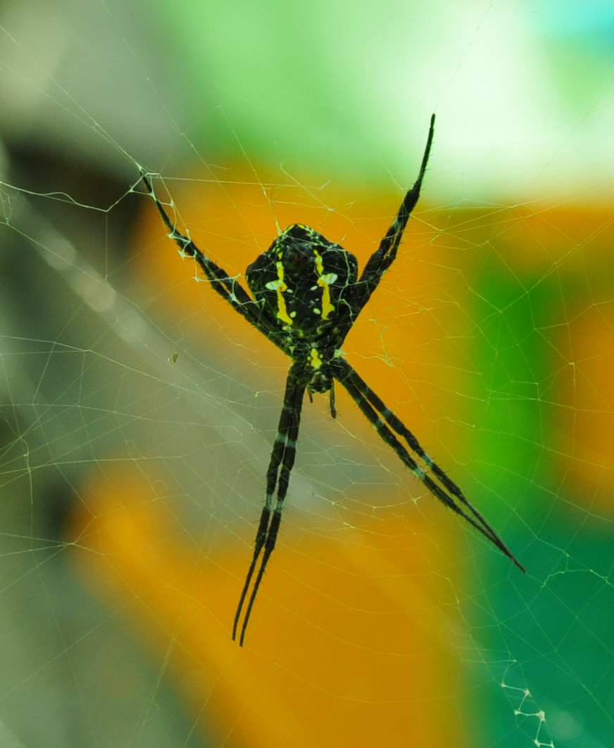 Hawaiian garden spider