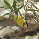 White-throated Gerygone