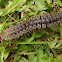 Tractor Millipede