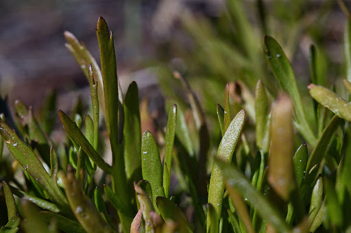 Cotula coronopifolia