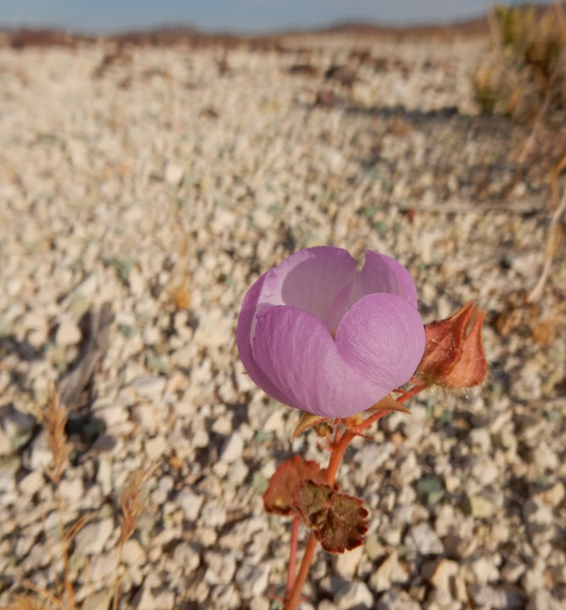 Desert Five-Spot Flower