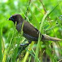 Scaly Breasted Munia