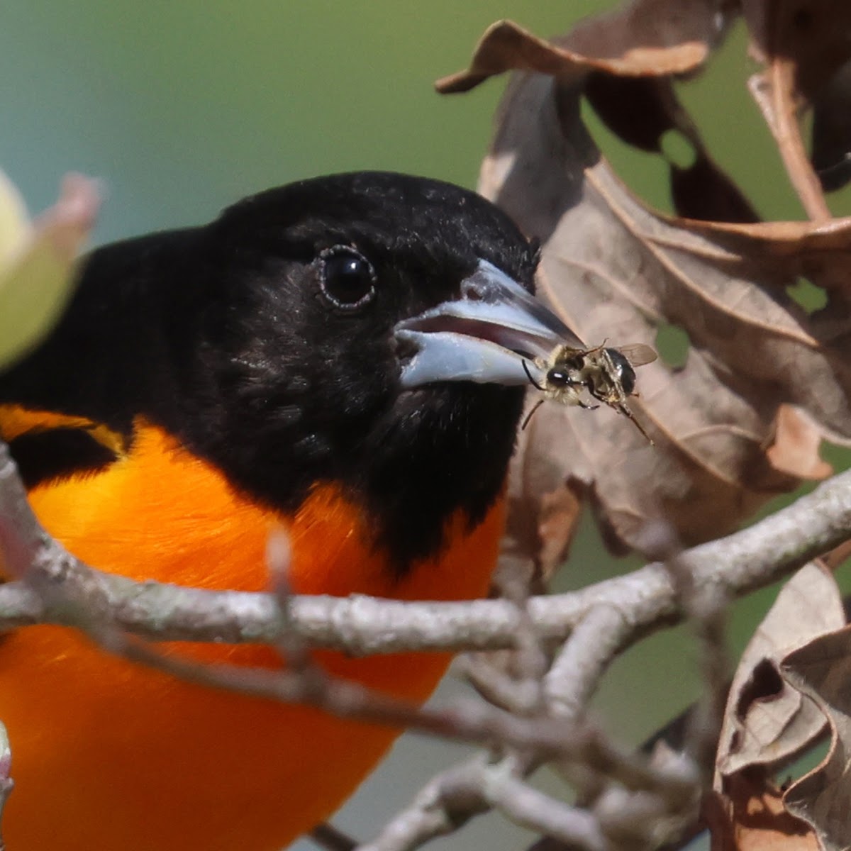 Baltimore Oriole (Catching A Bee)