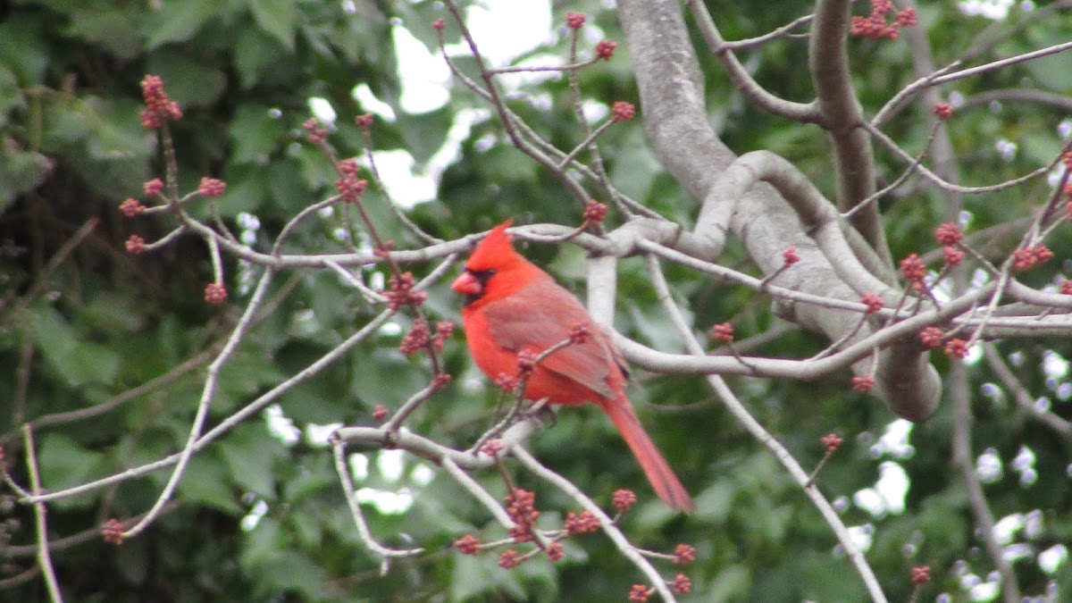 Northern Cardinal