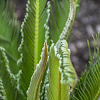 King Sago Palm