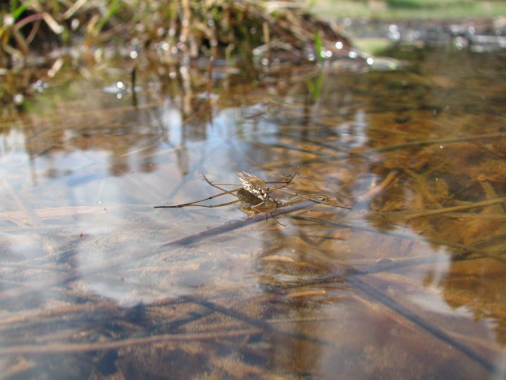 Pattinatore sull'acqua di kenny