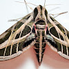 Banded Sphinx Moth