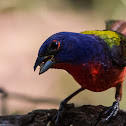 Painted Bunting