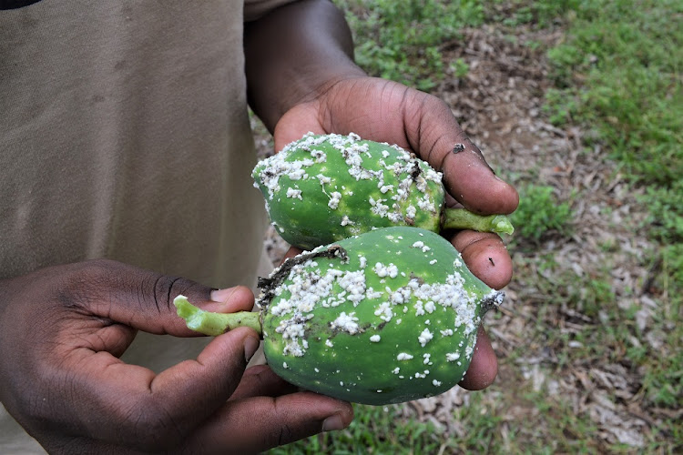 Papaya mealybug create a thick layer of pests themselves and white wax, which makes the fruit inedible.