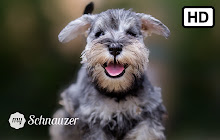 My Schnauzer - Cute Dog & Puppy Wallpapers small promo image