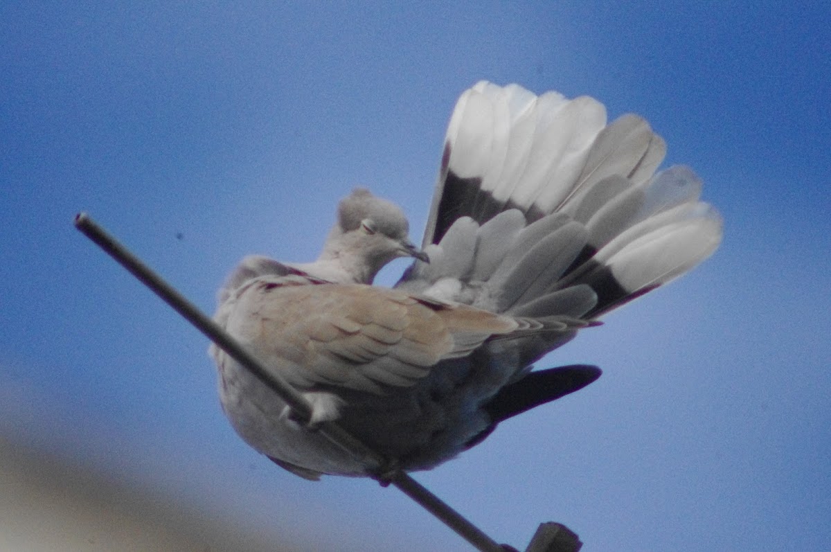 Eurasien Collared Dove,Rola Turca