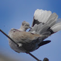 Eurasien Collared Dove,Rola Turca