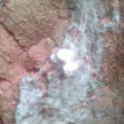 Tiny White Fungus