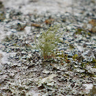 Lichen