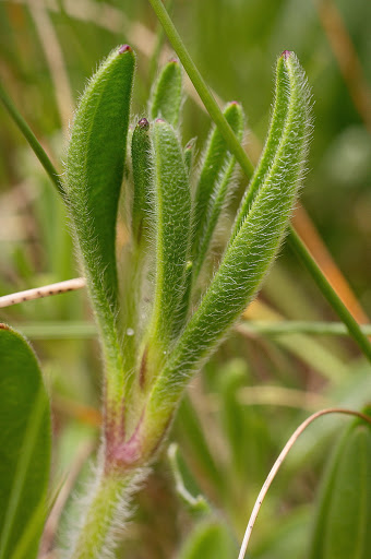 Silene scabriflora