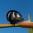 Membracis