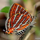 Indian common silverline