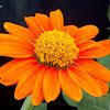 Tithonia Rotundifolia