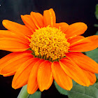 Tithonia Rotundifolia