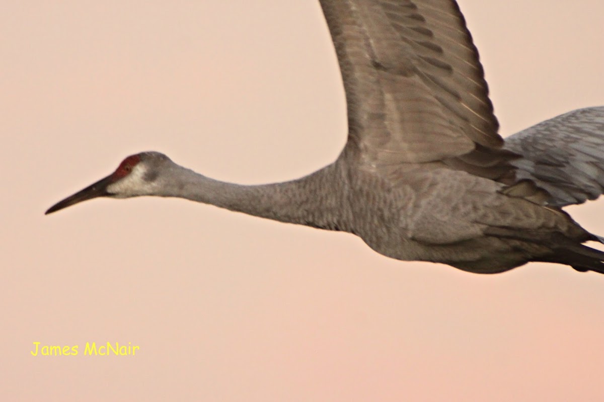 Sandhill Crane