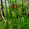 Small Yellow Lady's Slipper