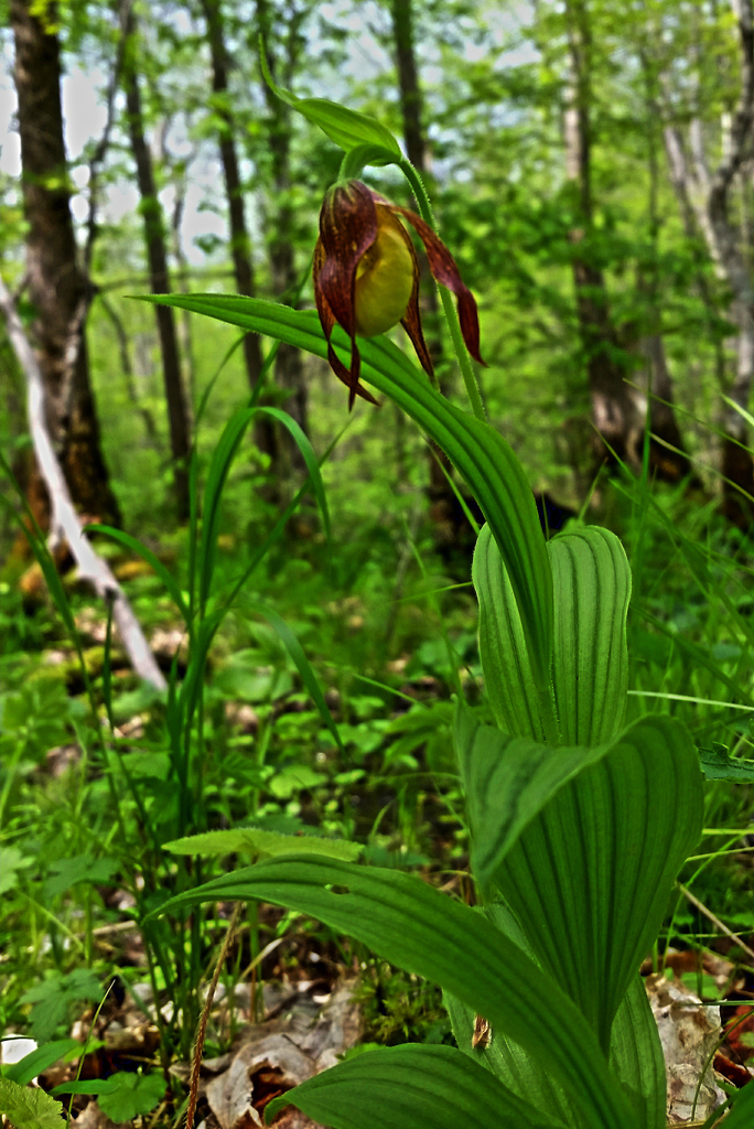 Small Yellow Lady's Slipper