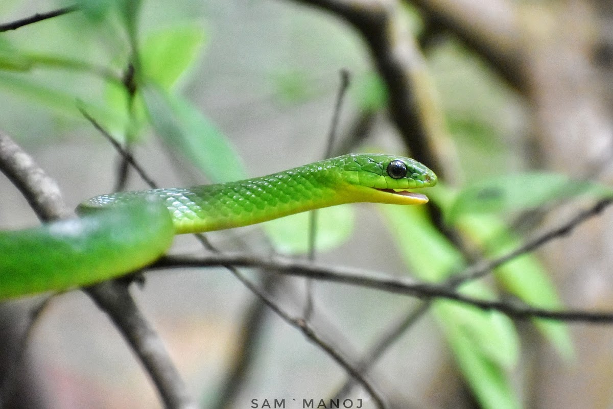 Greater Green Snake (NonVenomous)