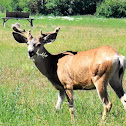 Rocky mountain mule deer